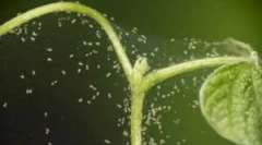 Boj s pajkom na kumare